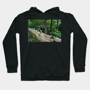 Split Rail Fence Hoodie